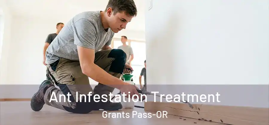 Ant Infestation Treatment Grants Pass-OR