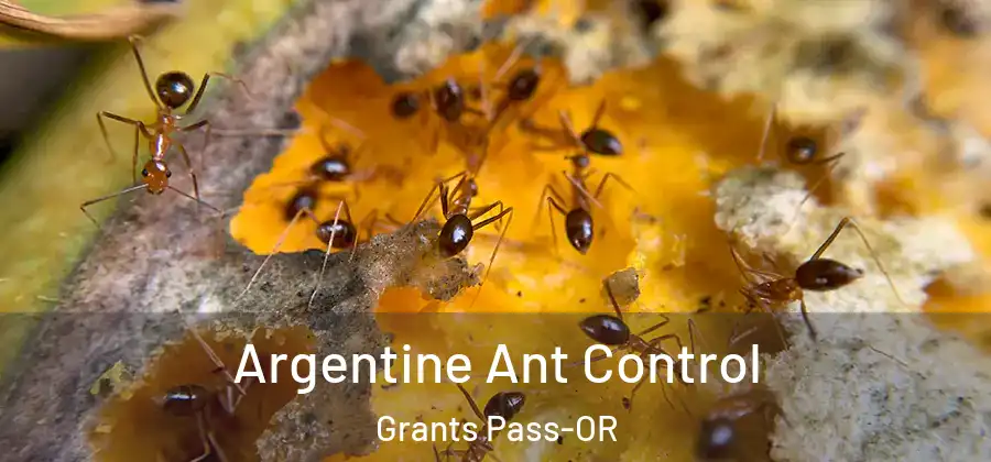  Argentine Ant Control Grants Pass-OR