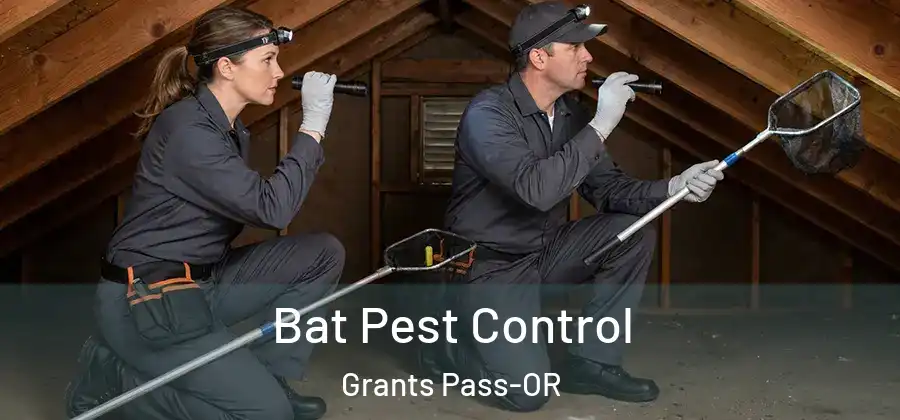 Bat Pest Control Grants Pass-OR