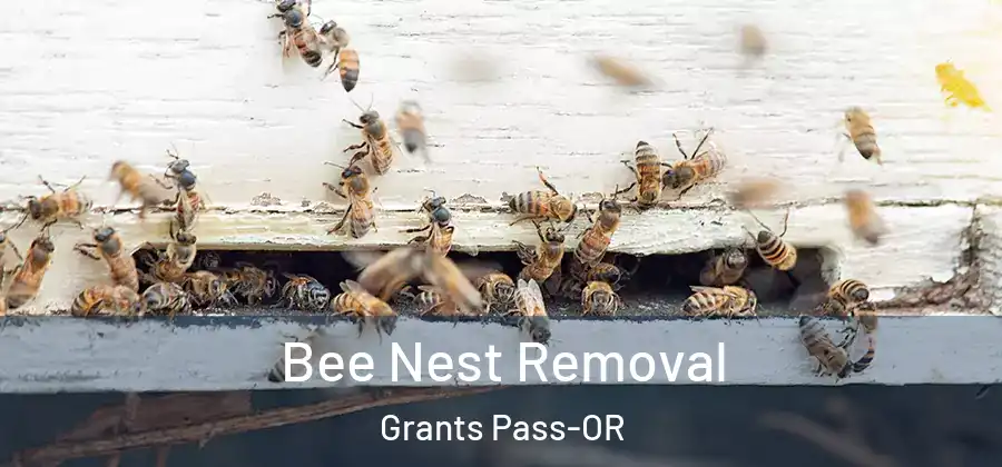  Bee Nest Removal Grants Pass-OR
