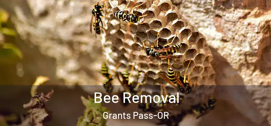  Bee Removal Grants Pass-OR
