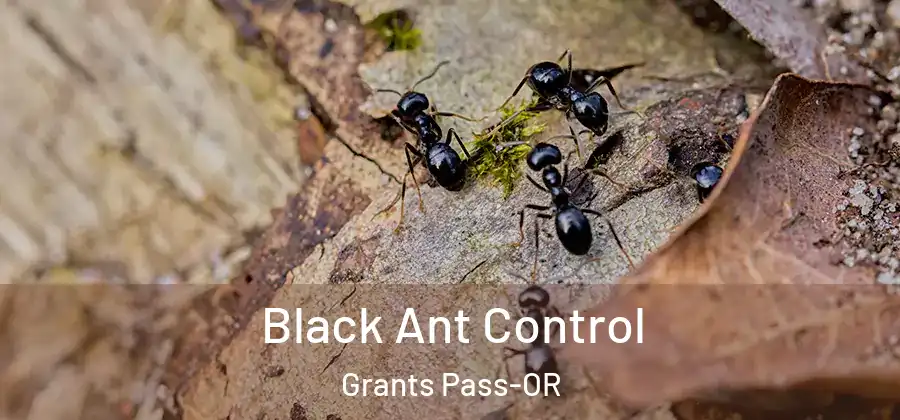  Black Ant Control Grants Pass-OR