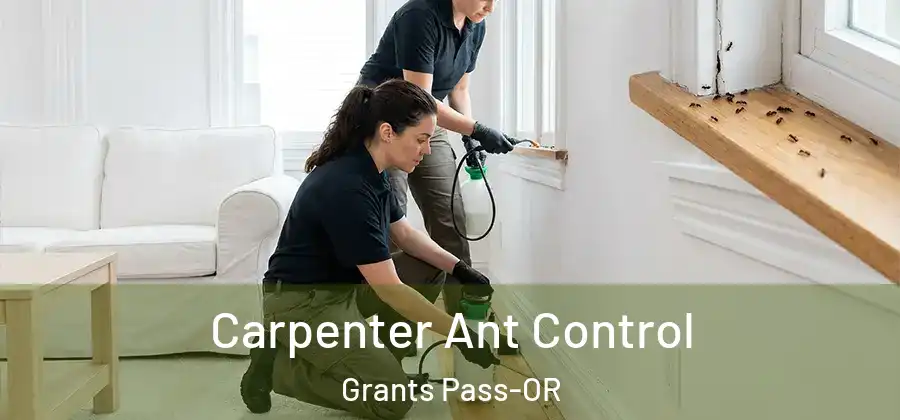 Carpenter Ant Control Grants Pass-OR