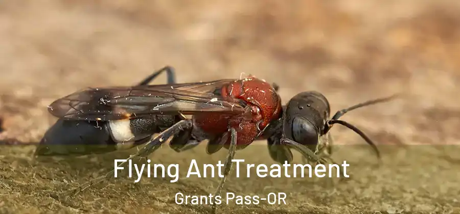  Flying Ant Treatment Grants Pass-OR
