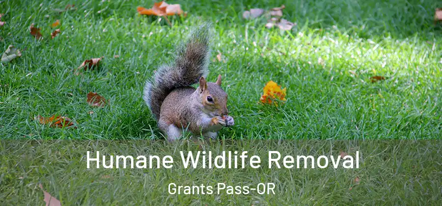 Humane Wildlife Removal Grants Pass-OR