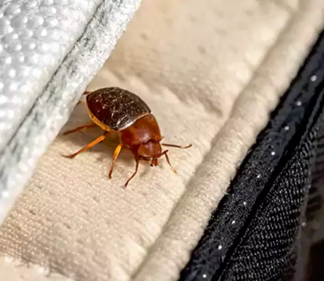 Trusted Bed Bug Prevention Specialists in Grants Pass, OR