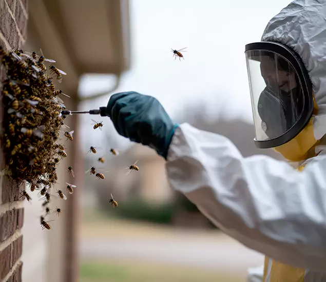 Your Bee Removal Company in Grants Pass, OR