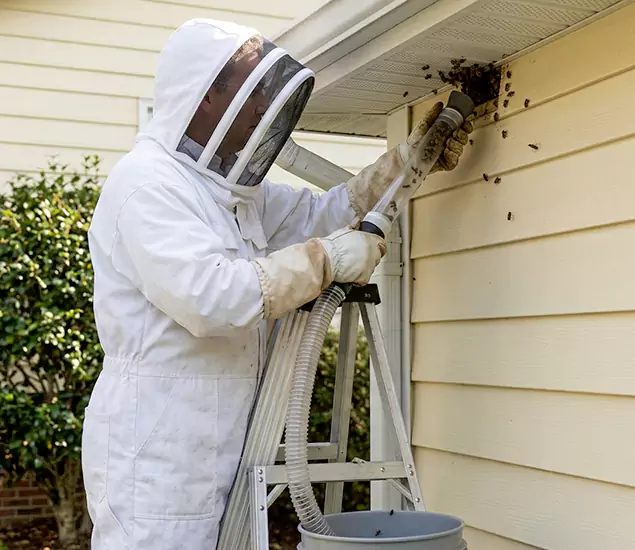 Your Affordable Bee Removal Company in Grants Pass, OR