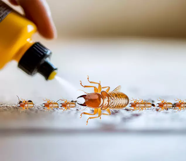 Reliable Bora Care Termite Experts in Grants Pass, OR