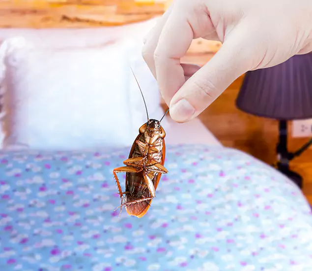 Expert Roach Control Services: Your Cockroach Pest Control in Grants Pass, OR