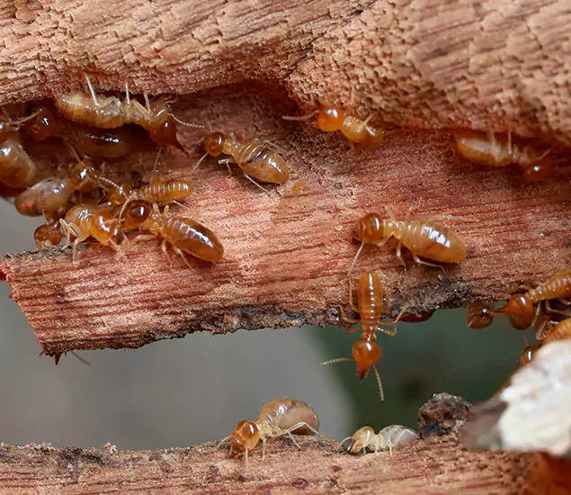 About Our Drywood Termite Treatment Experts in Grants Pass, OR