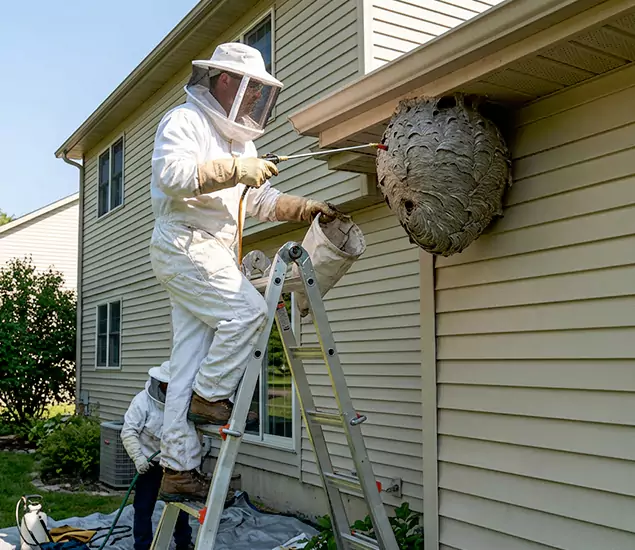 Expert Wasp Nest Removal: Your Local Wasp Nest Removal Company in Grants Pass, OR