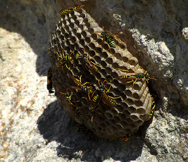 Your Local Hornet Removal Company in Grants Pass, OR