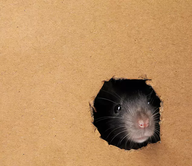 Rats in Attic Removal Experts in Grants Pass, OR