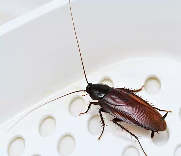 Trusted Cockroach Exterminator: Your Roach Control Services in Grants Pass, OR