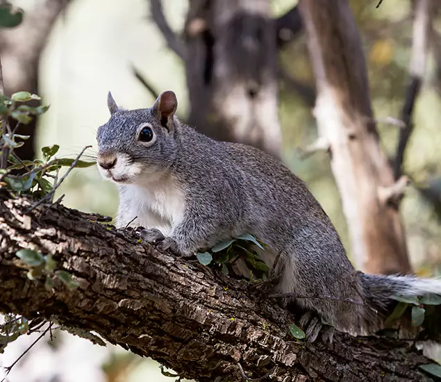 Your Trusted Squirrel Removal Company in Grants Pass, OR