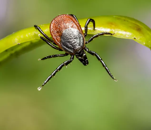 Your Trusted Tick Pest Control in Grants Pass, OR