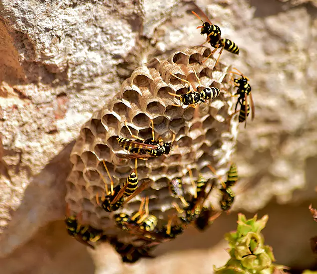 Your Best Wasp Removal Company in Grants Pass, OR