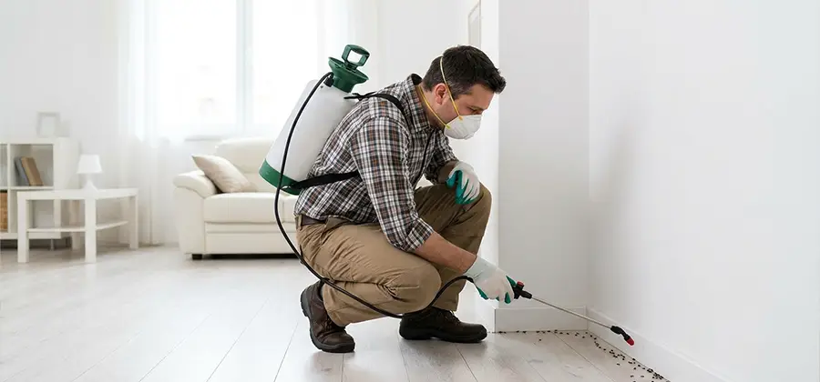 Seasonal Ant Infestation Control in Grants Pass