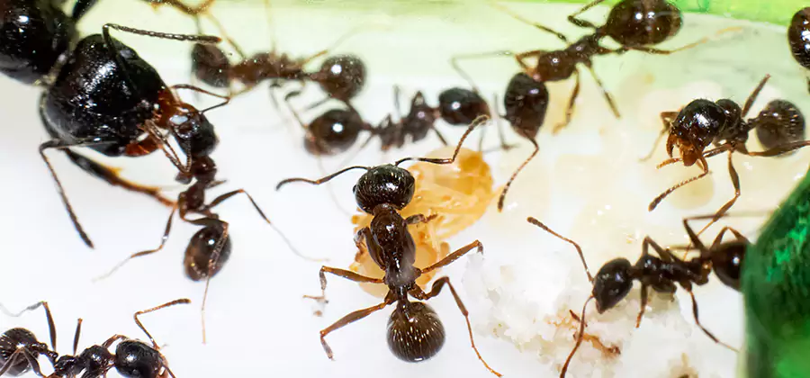 Argentine Ant Barrier Treatment in Grants Pass