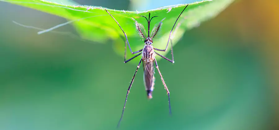 Natural Mosquito Spray for Yard in Grants Pass