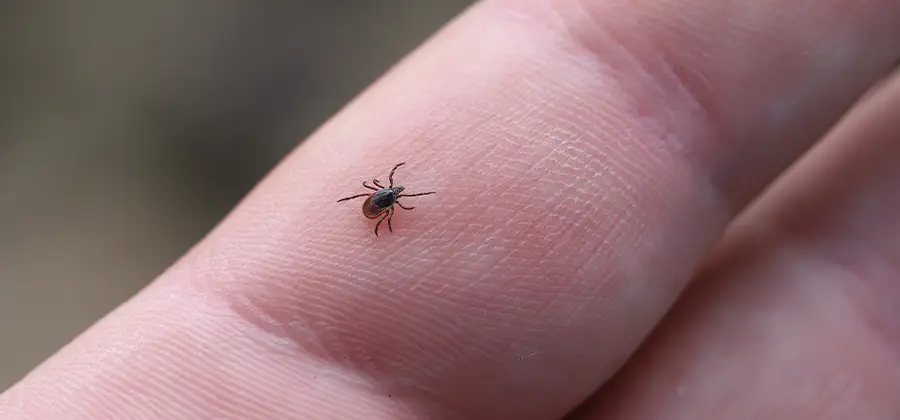 Infection Prevention for Bed Bug Bites in Grants Pass