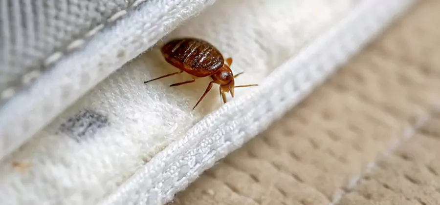 Tenting Bed Bug Fumigation in Grants Pass