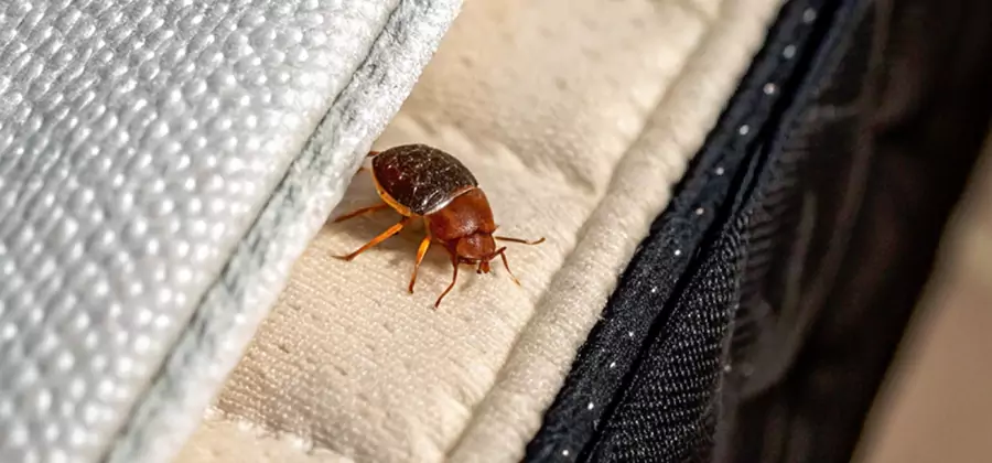 Commercial Bed Bug Control in Grants Pass