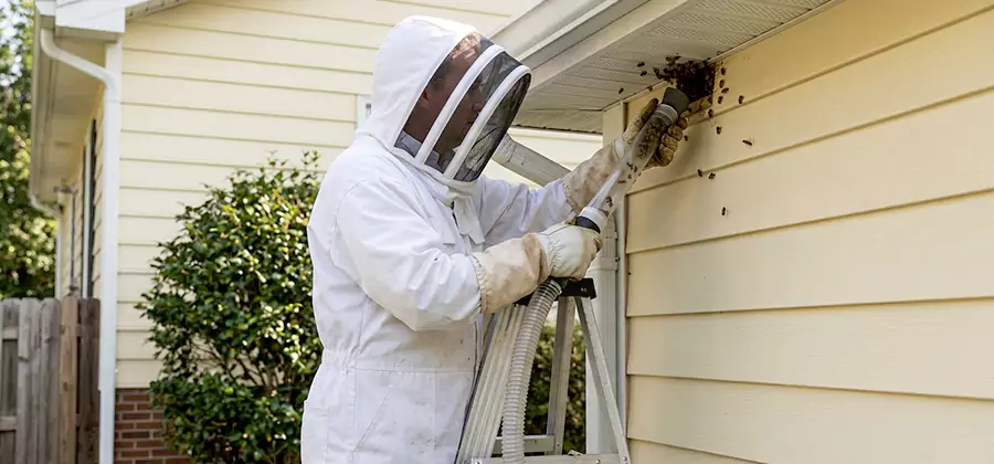 Ground Bee Removal in Grants Pass