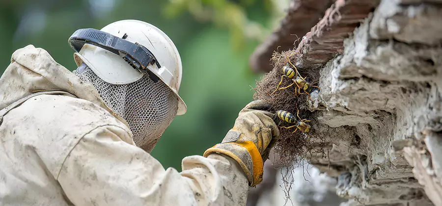 Bee and Wasp Hornet Removal in Grants Pass