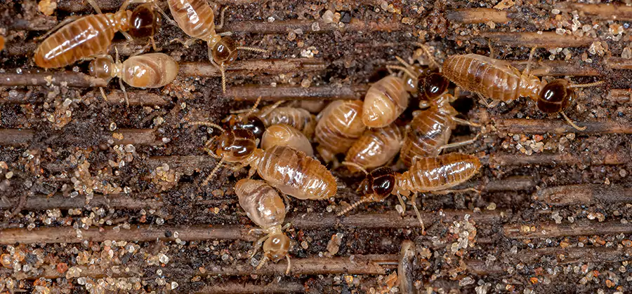 Bora Care Residential Termite Control in Grants Pass