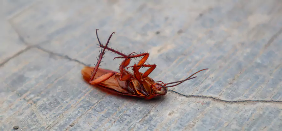 Cockroach Eradication for Commercial Properties in Grants Pass