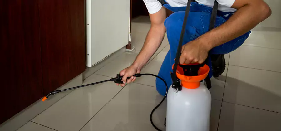 Palmetto Bug Exterminator in Grants Pass