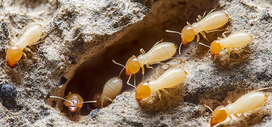 Termite Exterminator Services in Grants Pass