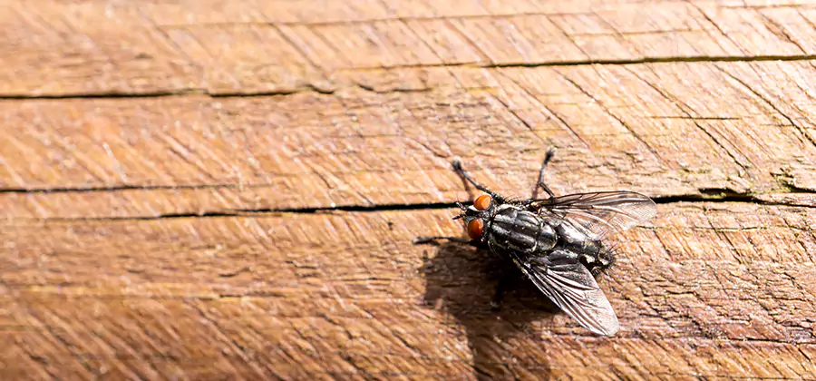 Flying Ant Barrier Treatment in Grants Pass