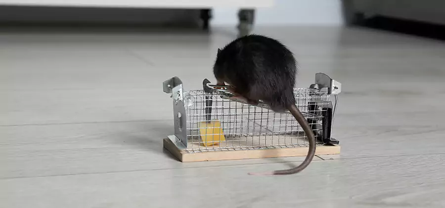 Mice in Attic Removal Grants Pass