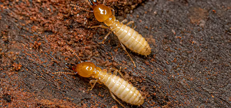 Structural Heat Termite Treatment in Grants Pass