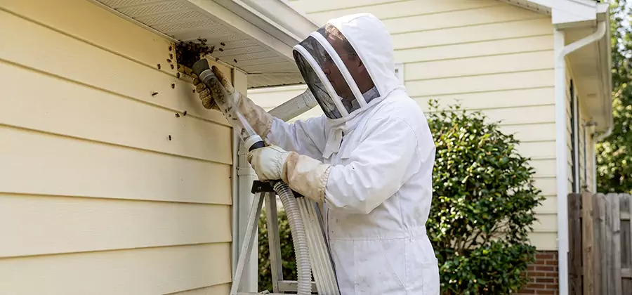 Wasp Nest in Wall Removal in Grants Pass