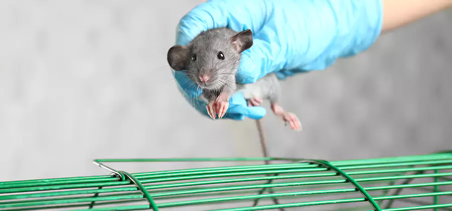 Humane Rat Trapping in Grants Pass