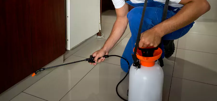 Indoor Insect Killer Solutions in Grants Pass