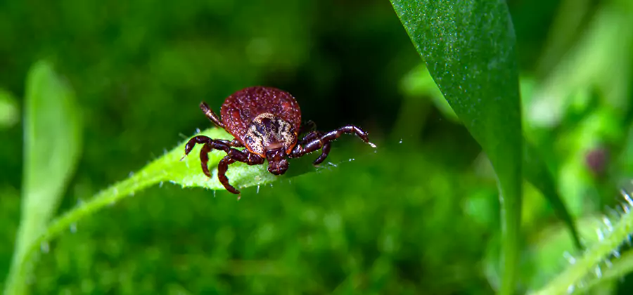 Tick Prevention for Yard in Grants Pass