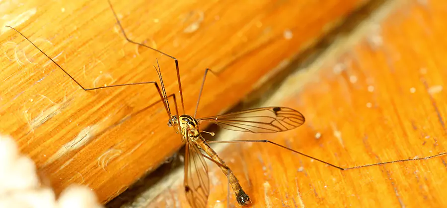 Exterior Mosquito Control in Grants Pass