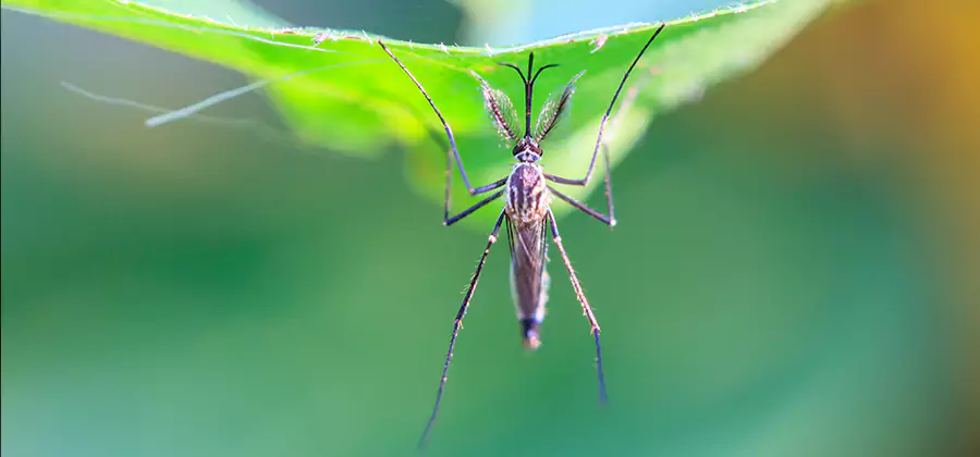 Pest and Mosquito Control for Yard and Patio in Grants Pass