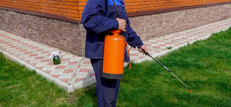 Non Toxic Termite Treatment in Grants Pass