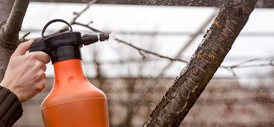 Orange Oil Structural Cavity Treatment in Grants Pass