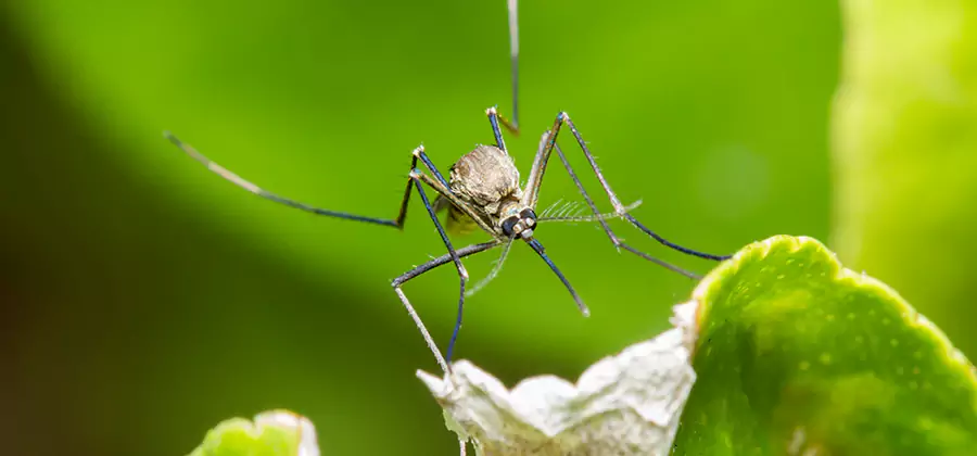 Natural Outdoor Mosquito Repellent in Grants Pass
