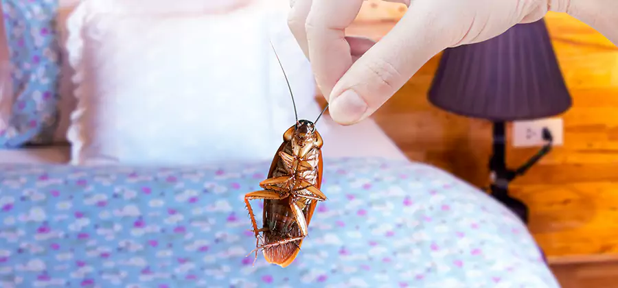 Bed Bug Inspection in Grants Pass