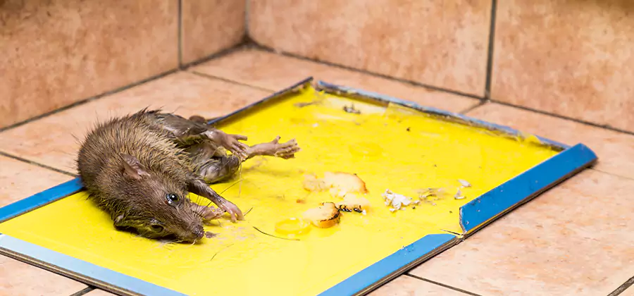 Rat Trapping Service In Grants Pass