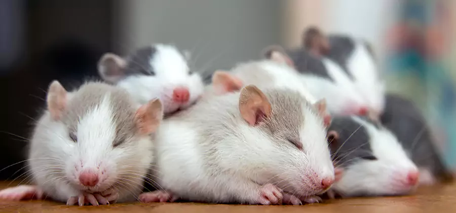 Rat Infestation Exclusion Service in Grants Pass
