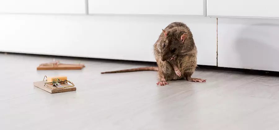 Rat Baiting Removal Service in Grants Pass